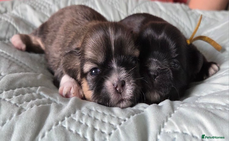 Shih Tzu dogs - Advert 1