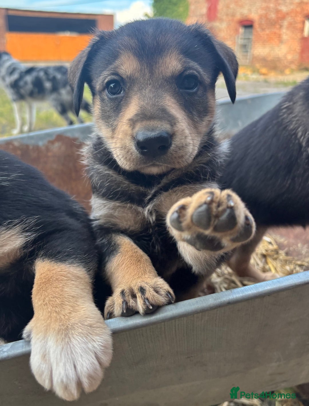 Mixed Breed dogs for sale: Huntaway pups - ready! - Image 4