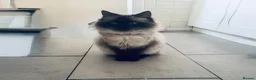 Mixed Breed cats for sale: Ragdoll mixed cats - Advert 1