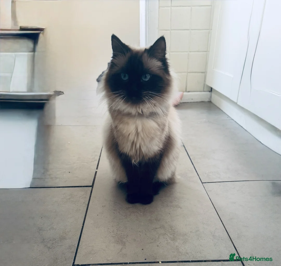 Mixed Breed cats for sale: Ragdoll mixed cats - Advert 1