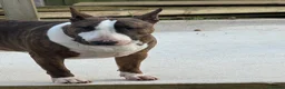 English Bull Terrier dogs for sale: Tunicaebully’s presents new litter arrival 3/8/26 - Advert 9