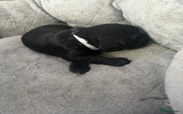 Cocker Spaniel dogs for sale: 🐾 Beautiful Cocker Spaniel Puppies 🐶 - Image 4