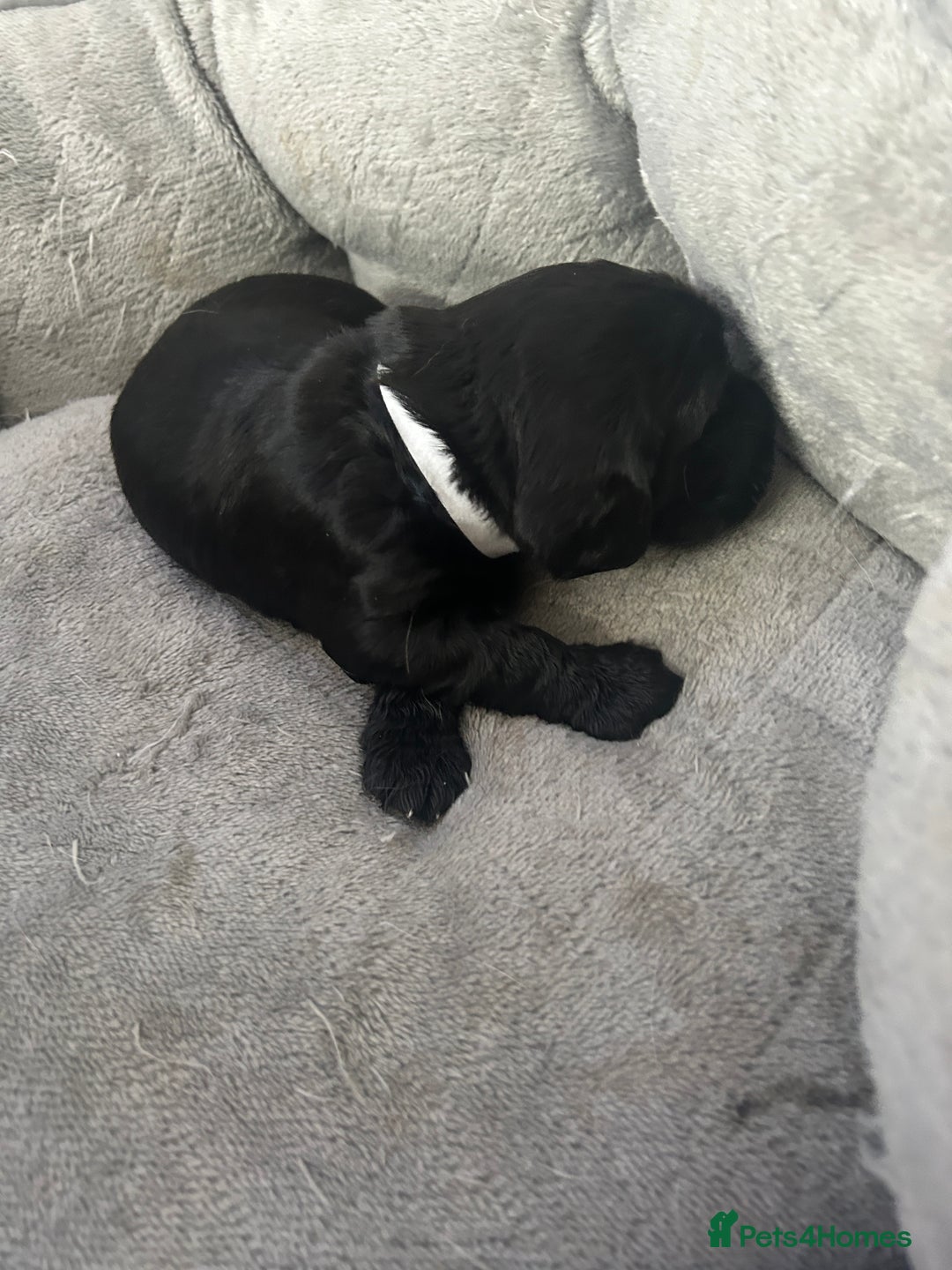 Cocker Spaniel dogs for sale: 🐾 Beautiful Cocker Spaniel Puppies 🐶 - Image 4