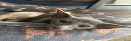 Siamese cats for sale: 🩵Lovely Siamese boys  - Advert 7