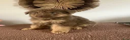 German Shepherd dogs for sale: German Shepherd Puppies Liver Tan Isabella Tan  - Advert 11