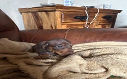 Miniature Dachshund dogs for sale: Miniature dachshund puppies  - Image 7
