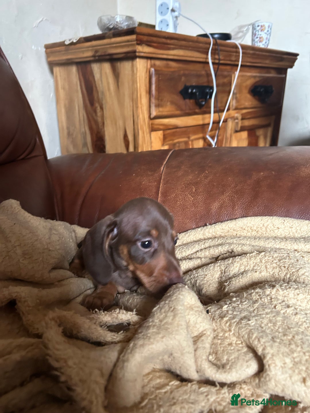 Miniature Dachshund dogs for sale: Miniature dachshund puppies  - Image 7