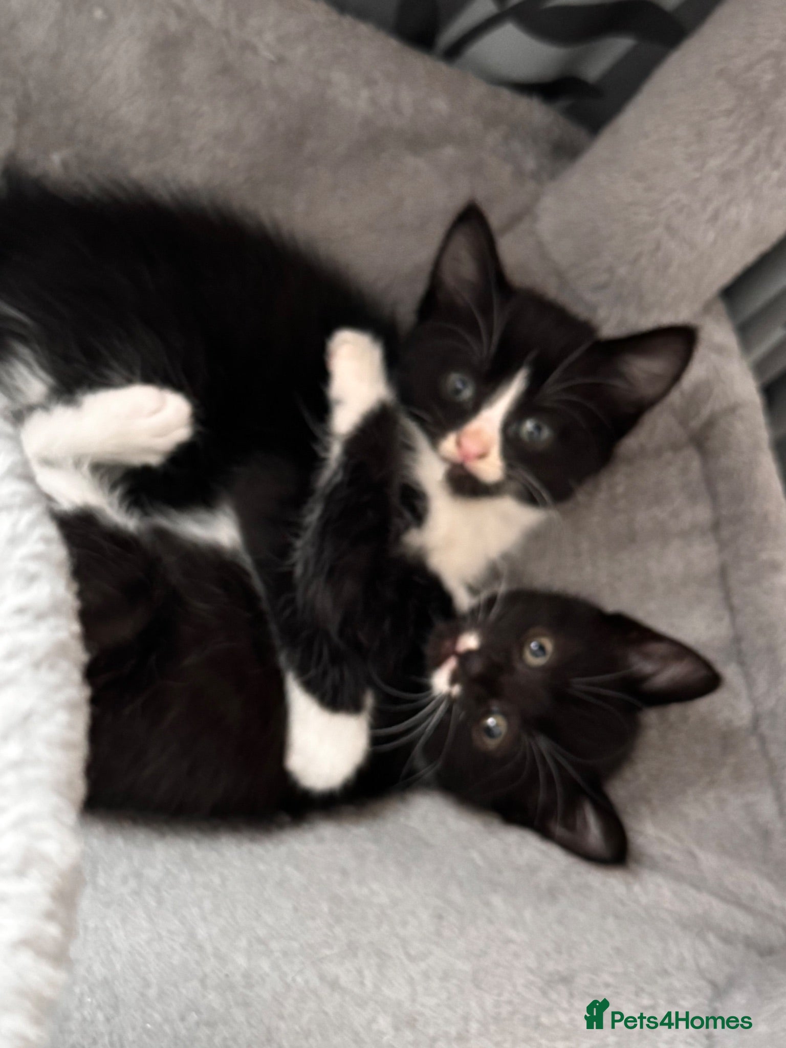 Mixed Breed cats 😻😻😻BEAUTIFUL KITTENS😻😻😻 - Advert 1