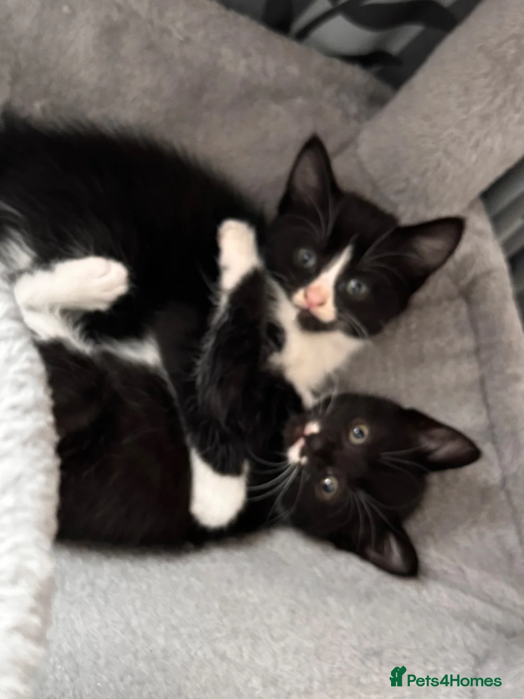Mixed Breed cats for sale: 😻😻😻BEAUTIFUL KITTENS😻😻😻 - Advert 1