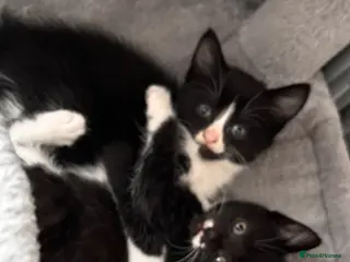 Mixed Breed cats 😻😻😻BEAUTIFUL KITTENS😻😻😻 - Advert 1