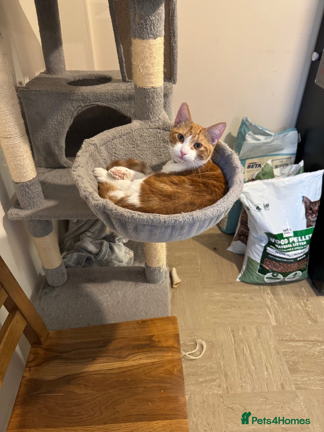 British Shorthair cats for sale: Two gorgeous ginger boys to go together  - Advert 16