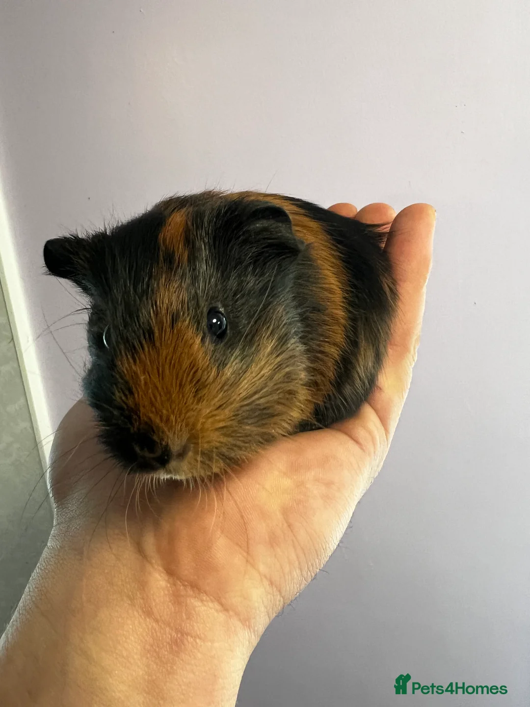 Guinea Pig rodents for sale: Female guinea pig - Advert 2