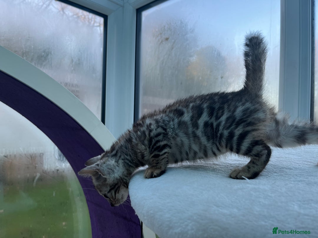 Bengal cats for sale: CUTE SILVER FEMALE BENGAL KITTEN (TICA)  - Advert 13