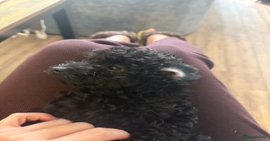 Toy Poodle dogs - Advert 19