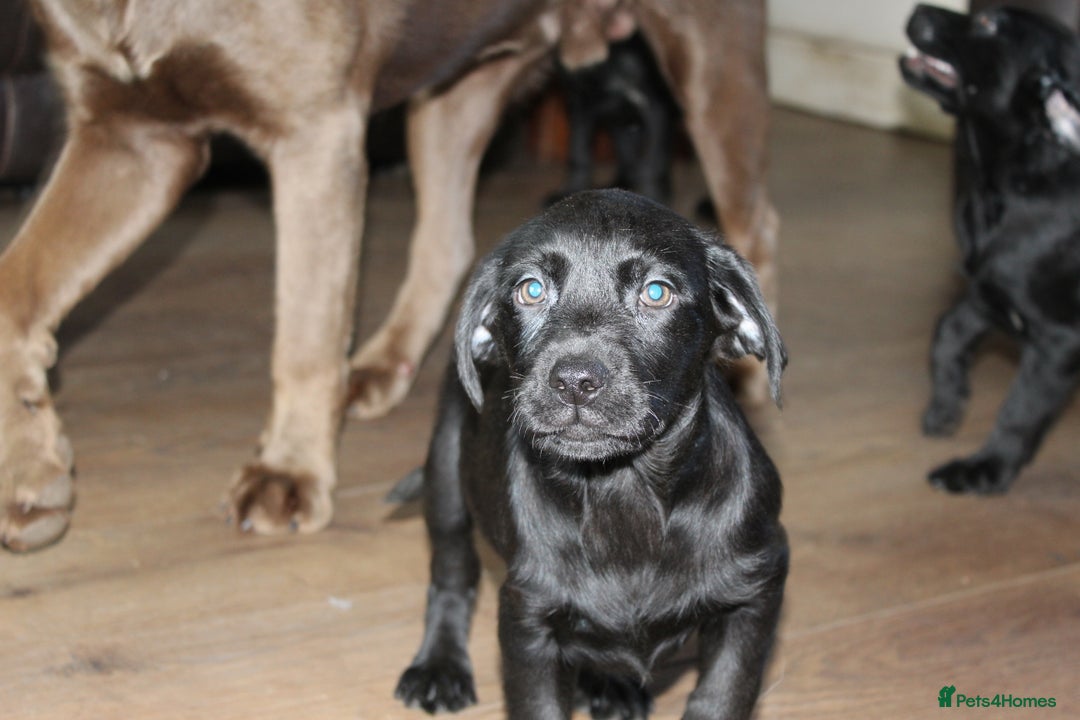 Labrador Retriever dogs for sale: Labrador Pupsfor Sale – Yellow, Chocolate, Black  - Image 34