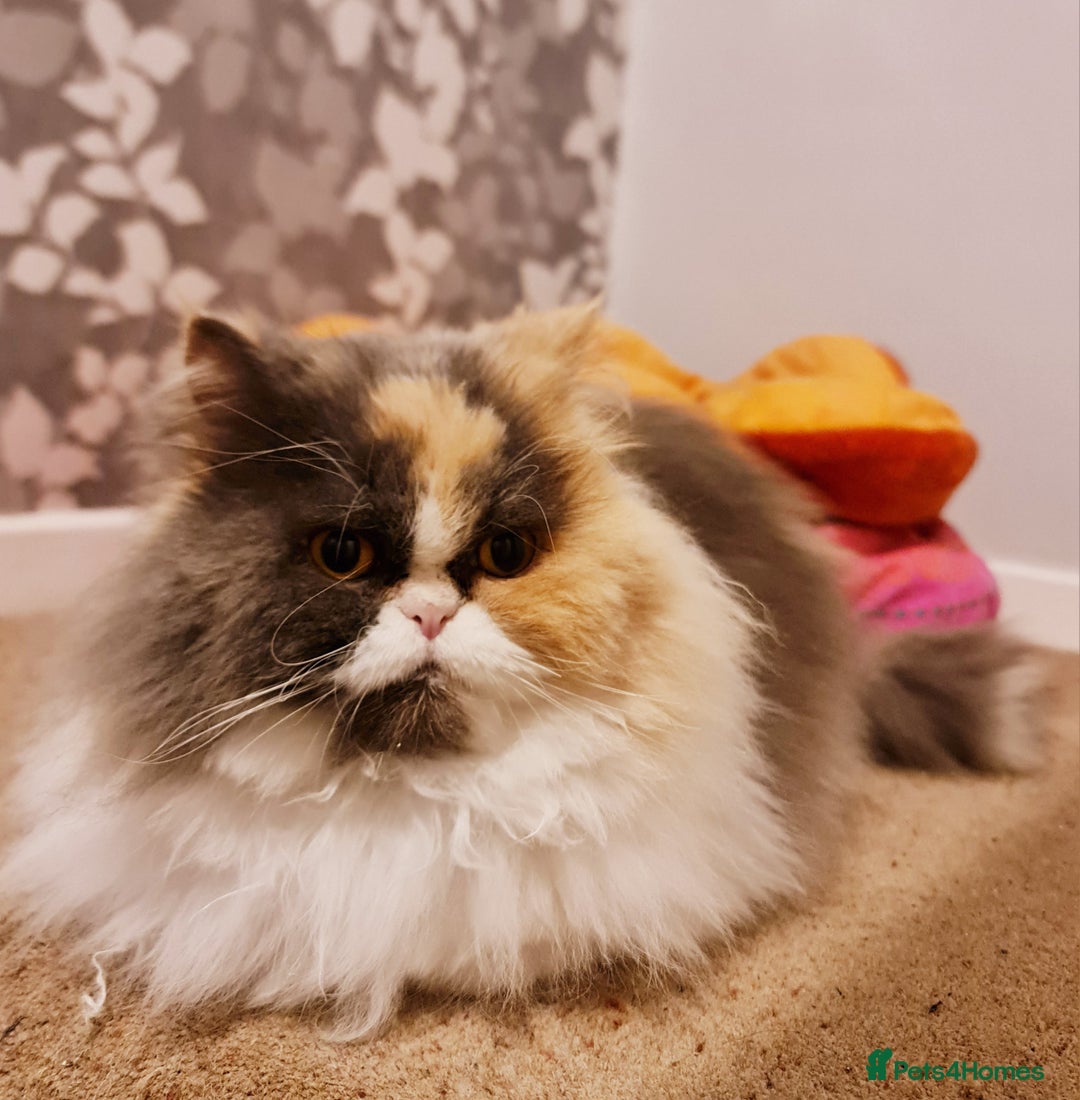 Mixed Breed cats for adoption: Sweet, sassy Samara is looking for a loving home - Advert 4