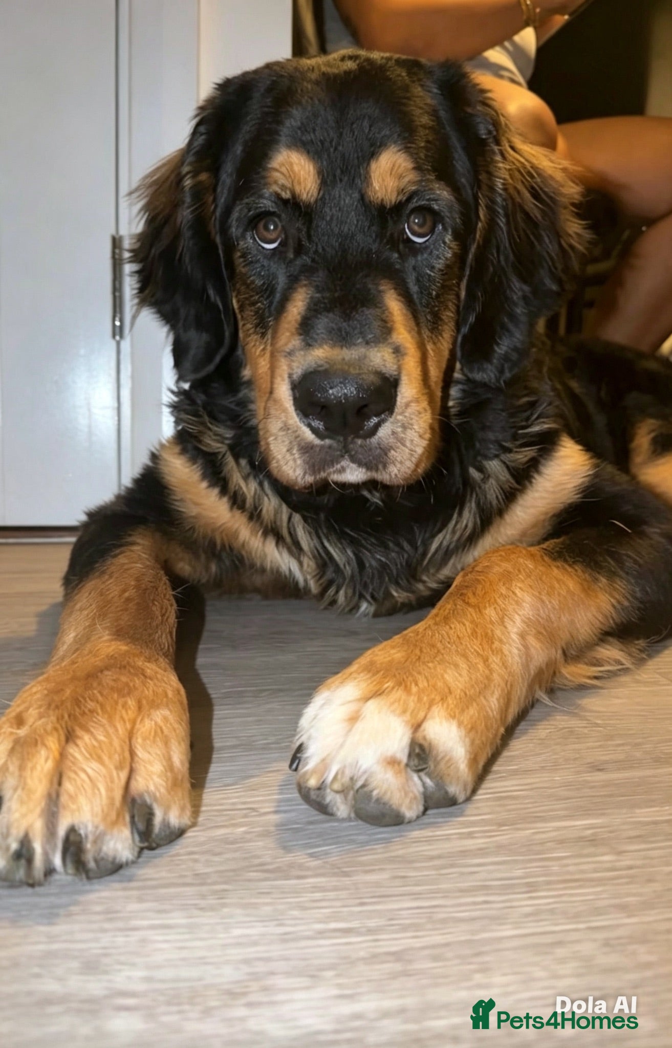 Mixed Breed dogs 10-Month-Old Bernese Mountain Dog Mix – Male - Advert 1