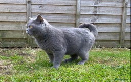 British Shorthair cats for sale: Ready to go  - Image 5