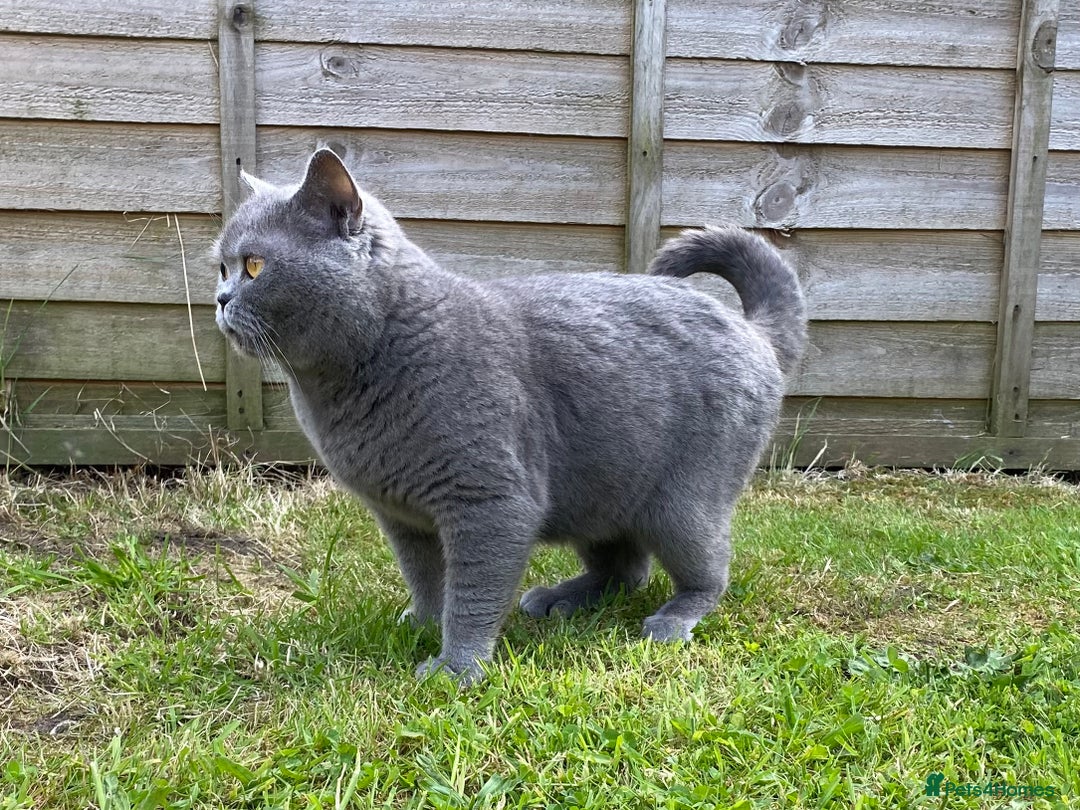 British Shorthair cats for sale: Ready to go  - Image 5