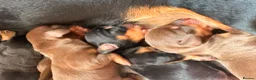 Miniature Dachshund dogs for sale: Miniature dachshund puppies - Advert 31