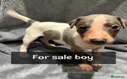 Whippet dogs for sale: whippet puppies - Image 3