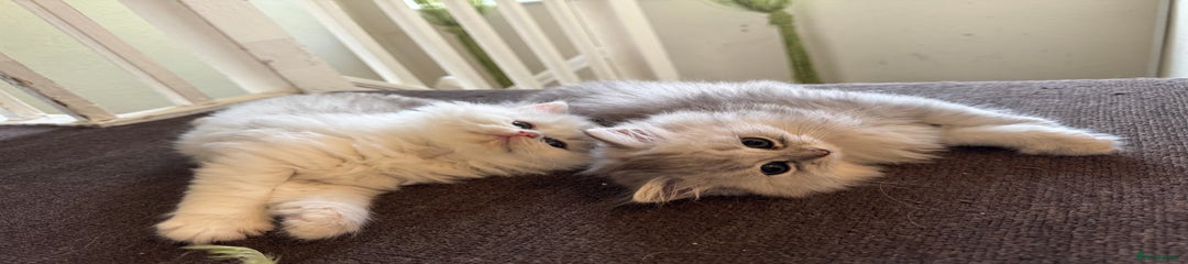 Persian Kitten 2