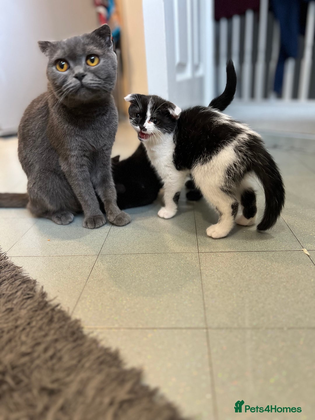 Scottish Fold cats for sale: Scottish Fold  - Image 11