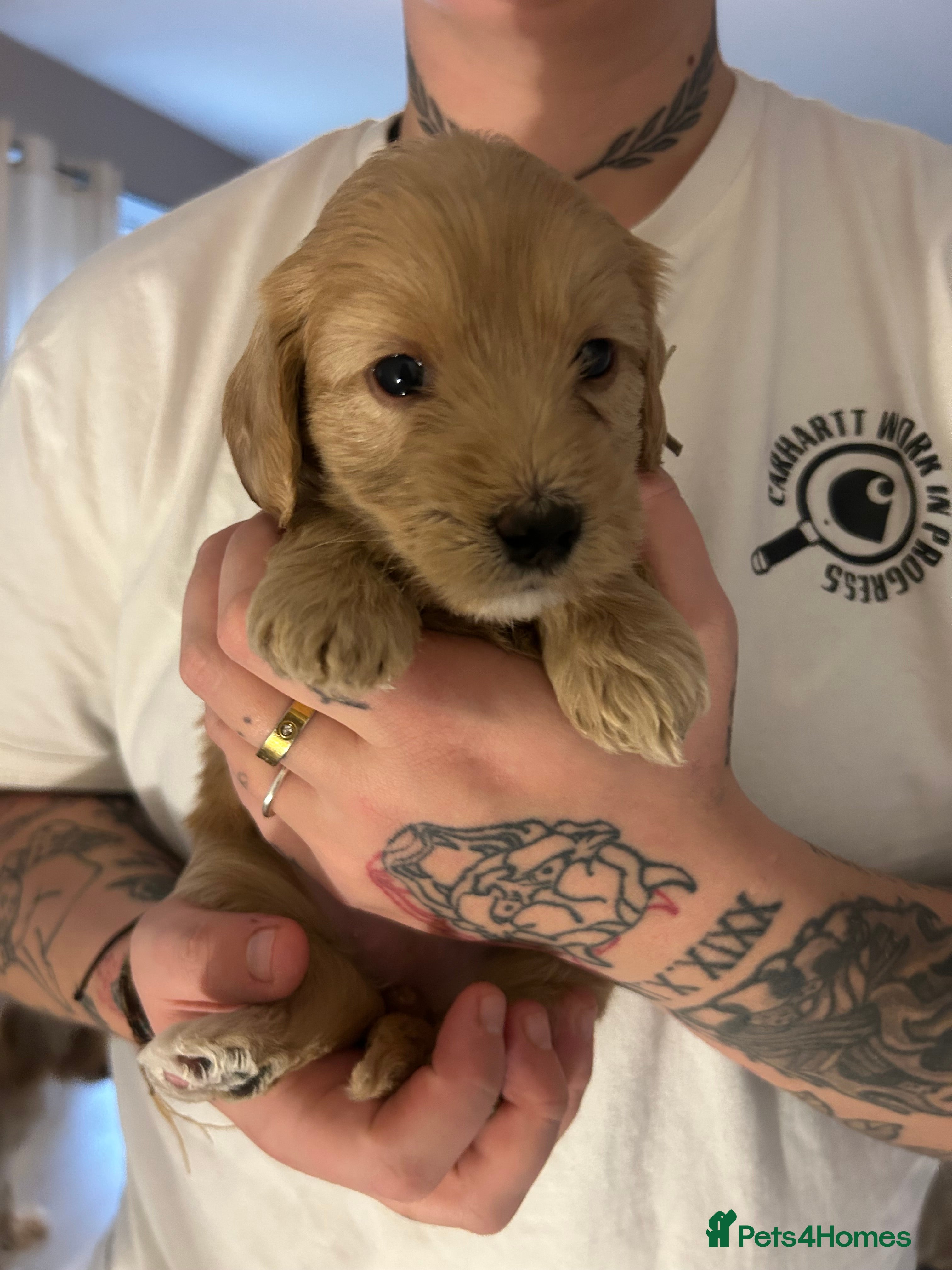 Cockapoo dogs 3 GORGEOUS COCKAPOOS💓 - Advert 15