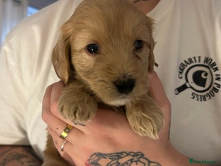 Cockapoo dogs 3 GORGEOUS COCKAPOOS💓 - Advert 10