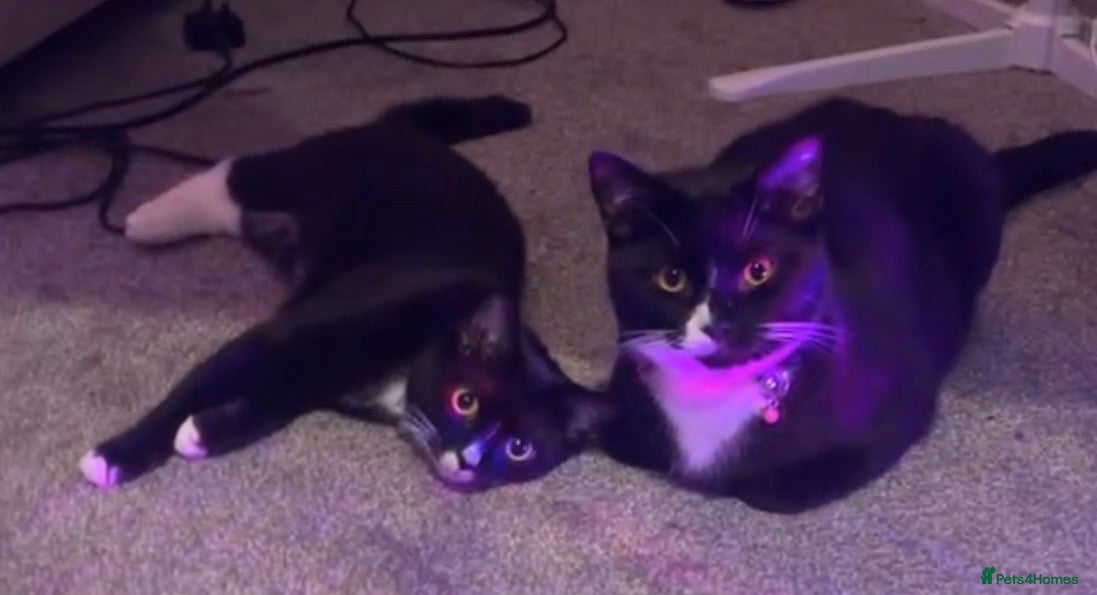 British Shorthair cats Two 1 Year old Tuxedo Cats - Advert 1