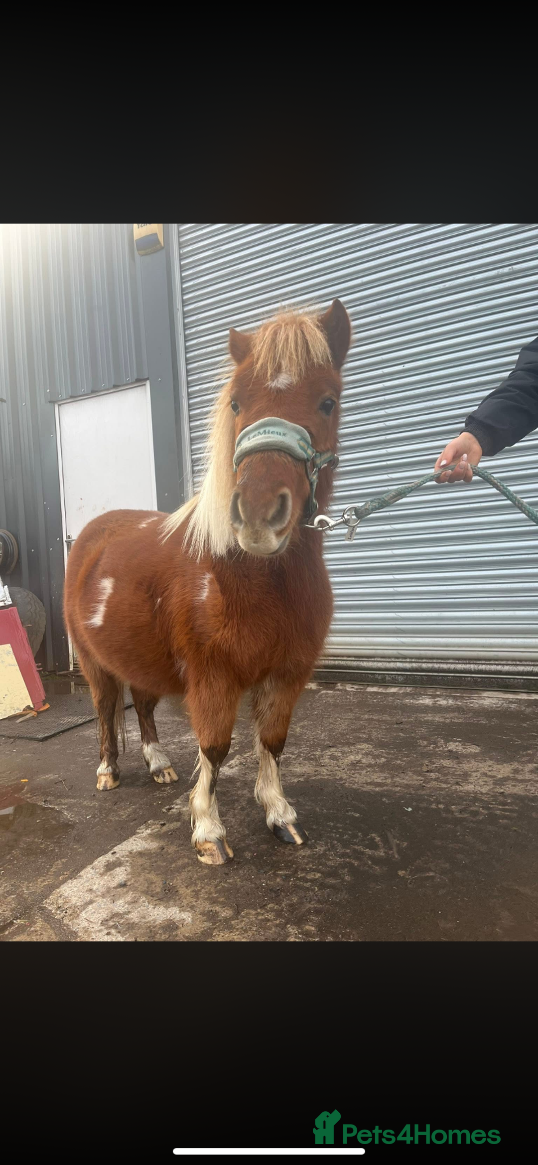 Dartmoor horses for sale: Miniature shetland - Advert 4