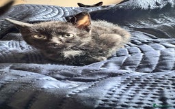 Mixed Breed cats for sale: Mixed breed kittens for sale  - Image 4