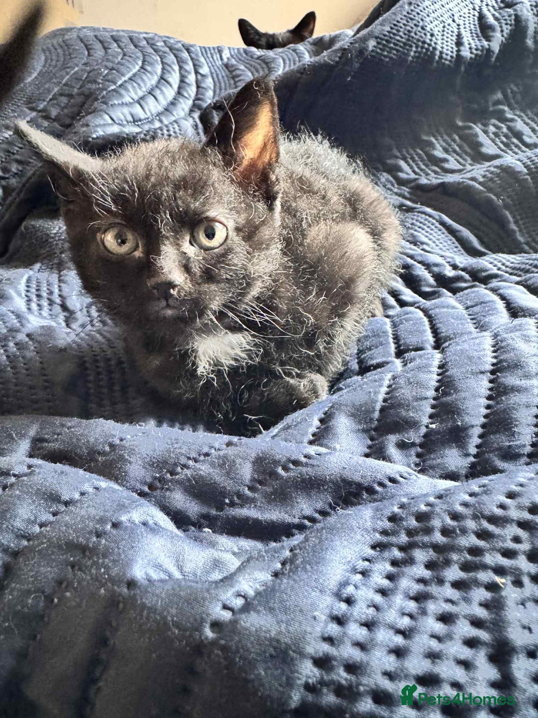 Mixed Breed cats for sale: Mixed breed kittens for sale  - Image 4
