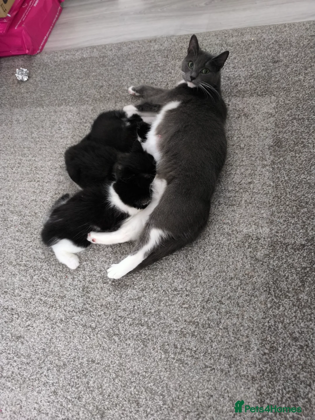 Mixed Breed cats for sale: Long and short hair kittens available now  - Advert 15