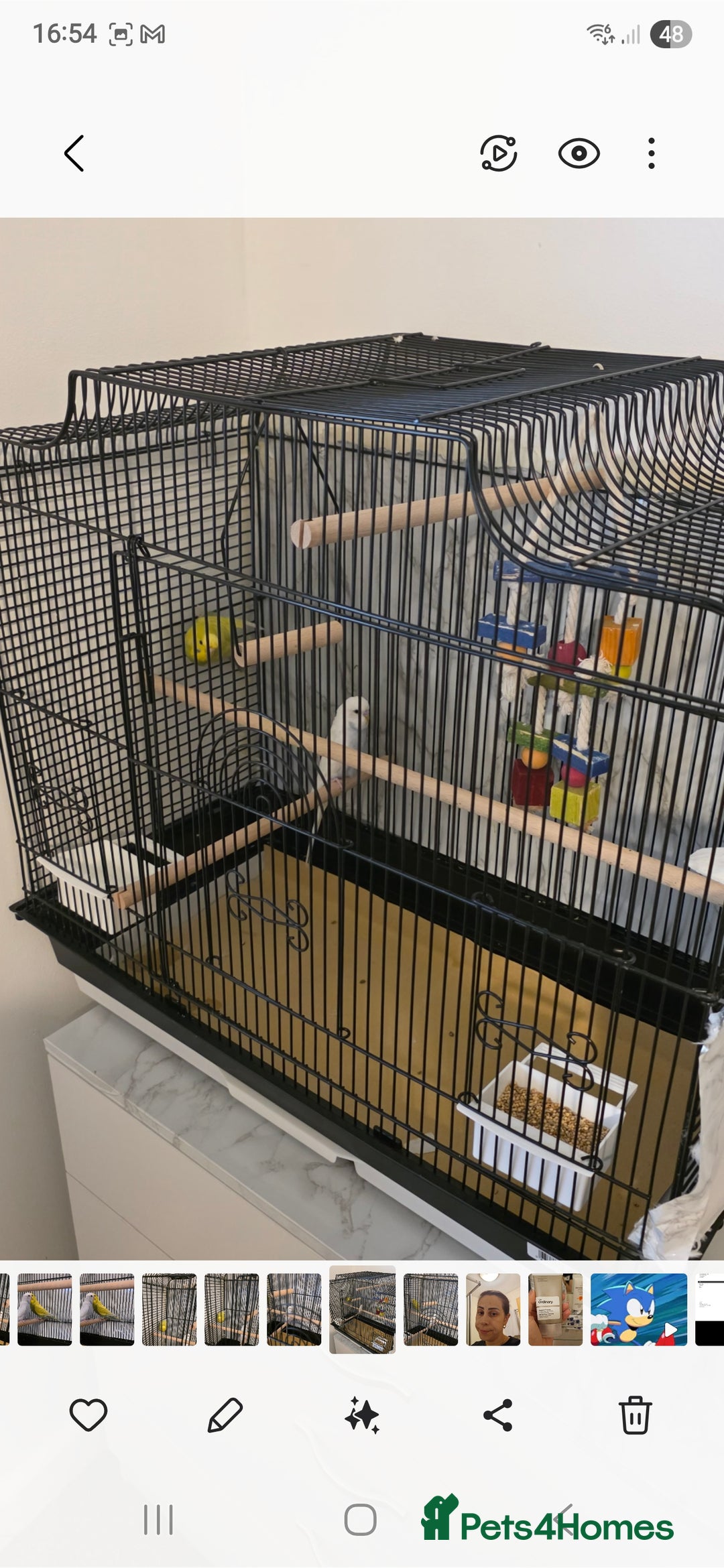 Budgerigars birds for sale: Budgies for sale boy and girl - Image 6