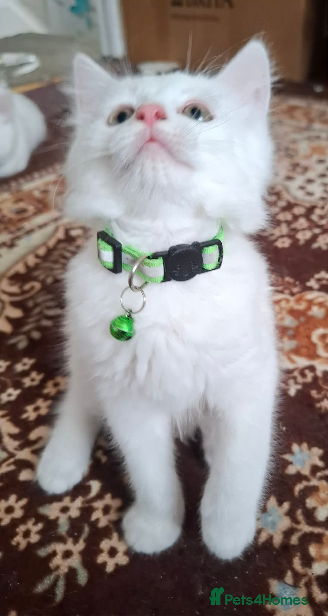 Boy 2