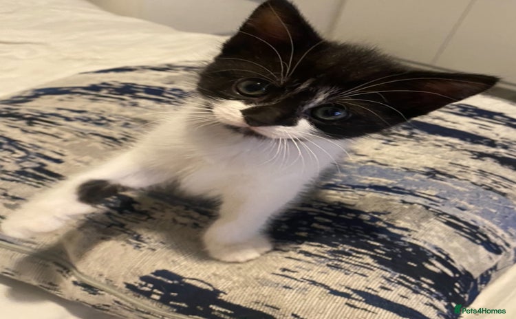 Mixed Breed cats - Advert 2