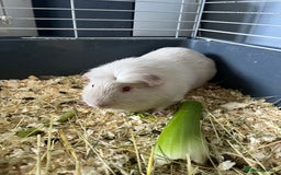 Guinea Pig rodents for sale: Stunning guinea pig needing companions - Image 3