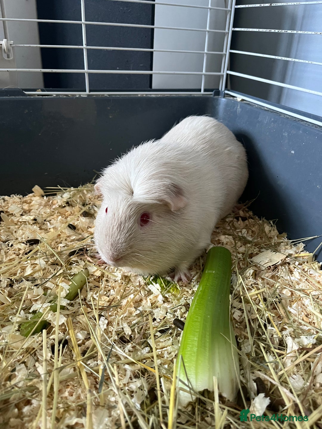 Guinea Pig rodents for sale: Stunning guinea pig needing companions - Image 3