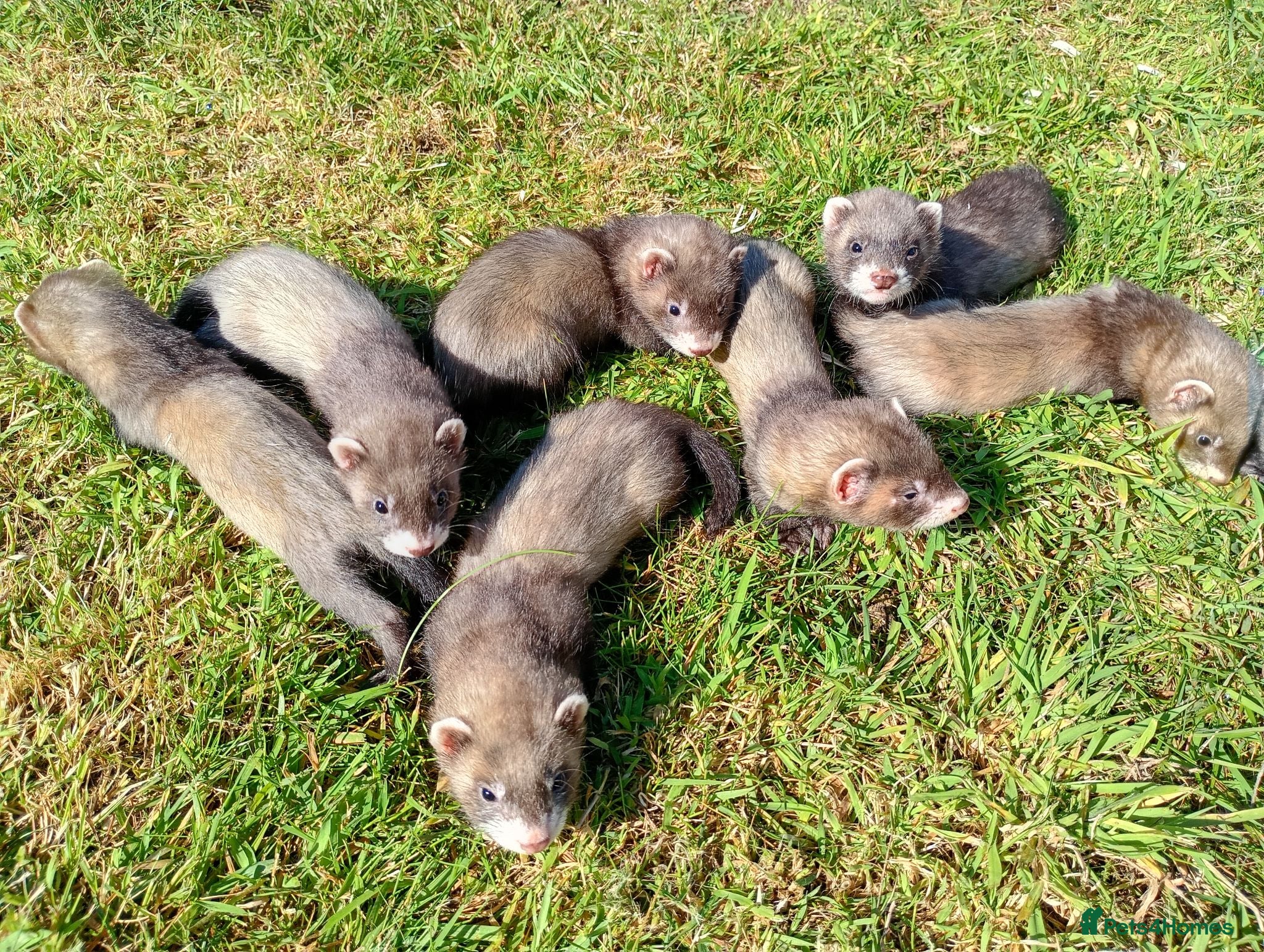 Ferret rodents Eu  black hybrids  - Advert 1