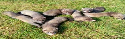 Ferret rodents for sale: Eu  black hybrids  - Advert 1