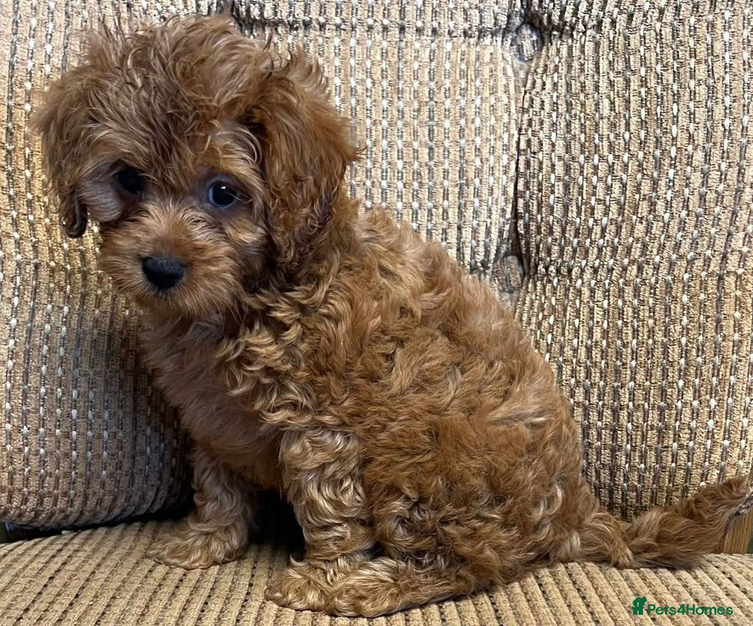 Cavapoo dogs for sale: Cavapoo puppies - Advert 5