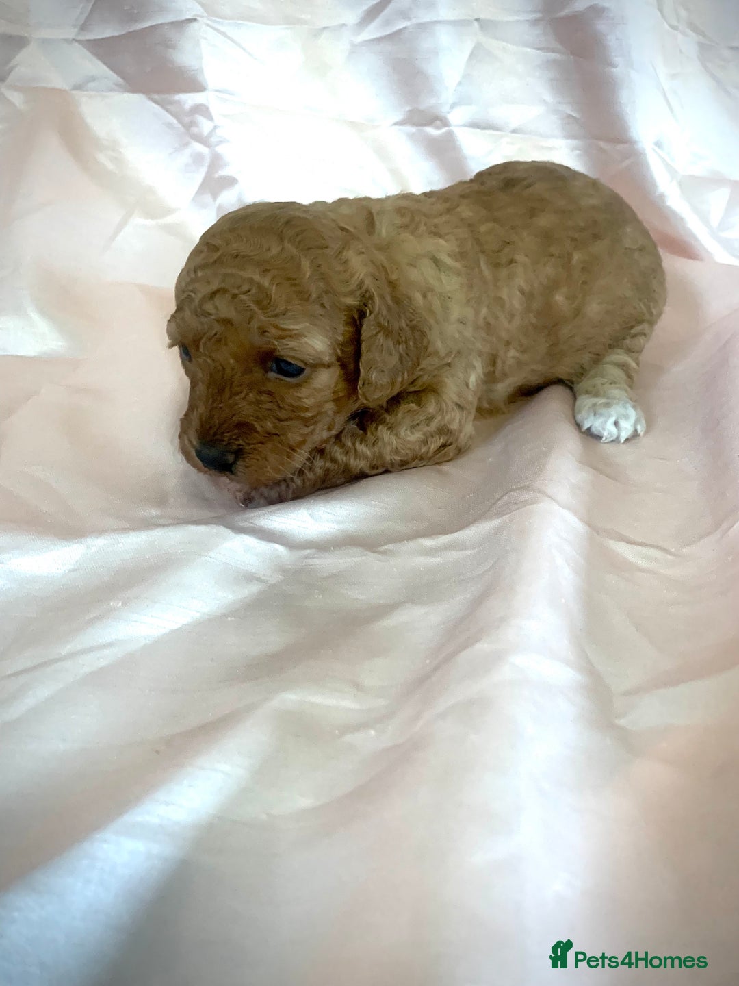 Miniature Poodle dogs for sale: Miniature poodles for sale  2 boys and 3 girls - Advert 16