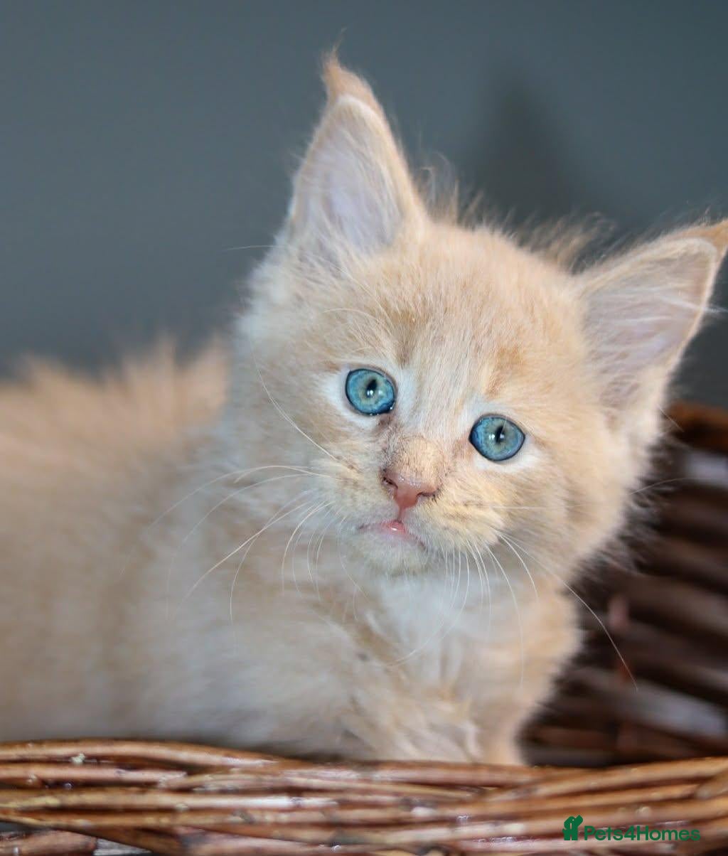 Maine Coon cats Pedigree Maine Coon Kittens  - Advert 2