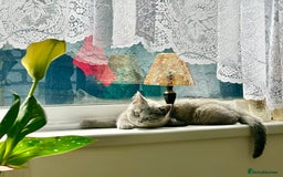 British Shorthair cats for sale: Only 1 kitten left British short hair in Hull - Image 5