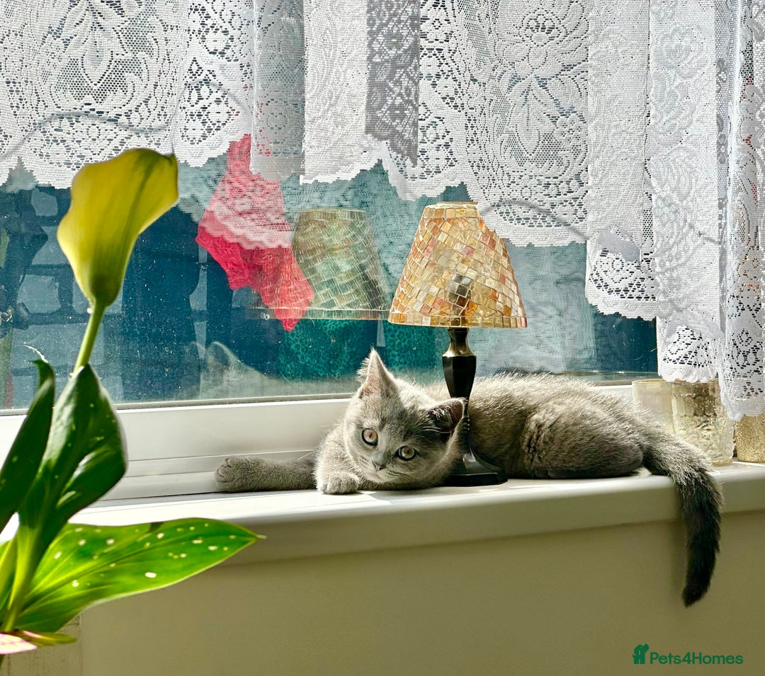 British Shorthair cats for sale: Only 1 kitten left British short hair in Hull - Image 5