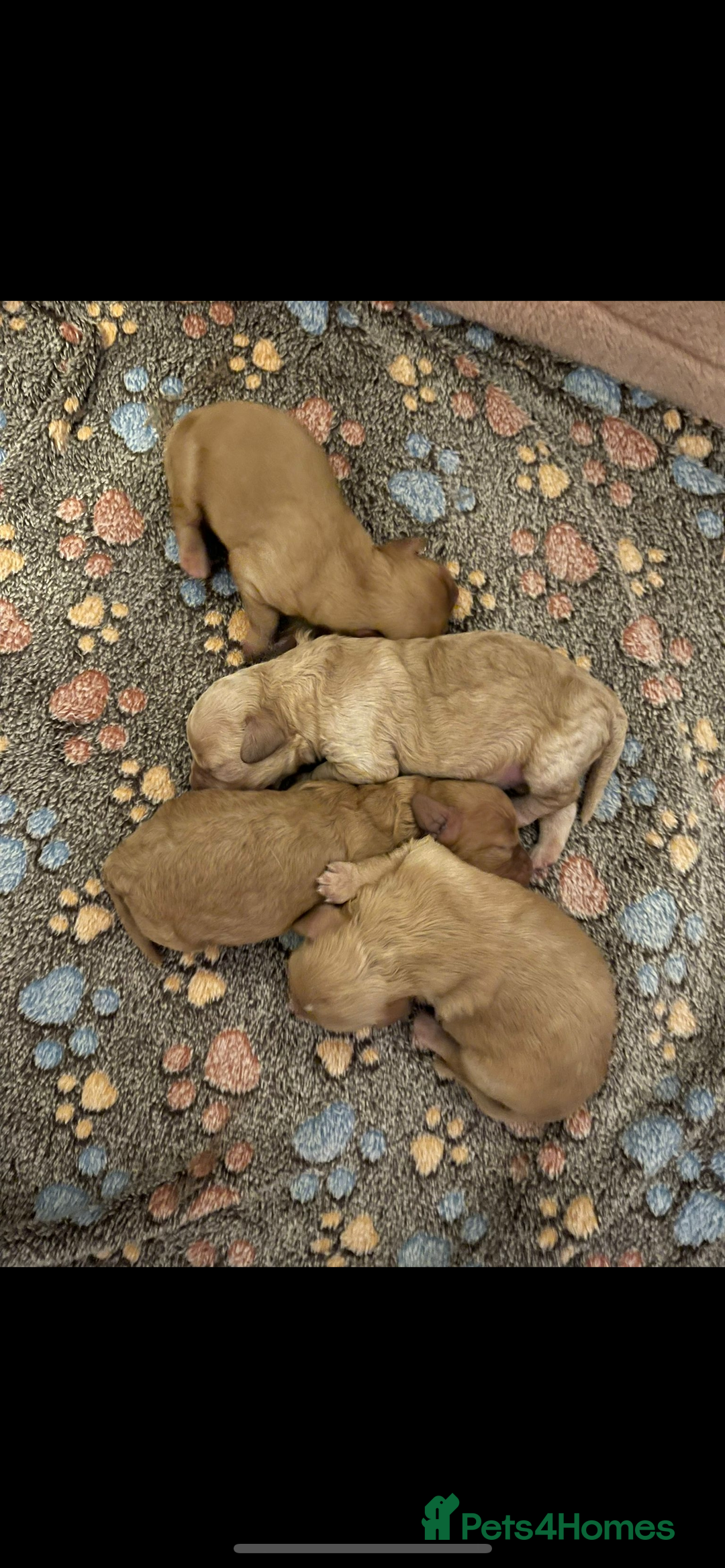 Cavalier King Charles Spaniel dogs for stud: Beautiful Cavalier King Charles for stud - Advert 8