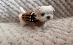 Maltese dogs for sale: ✨💫Tiny Exquisite Bambelina Maltese 💫✨ - Image 5