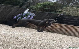 Cane Corso dogs for sale: Cane Corso Puppies READY NOW!!! - Image 7