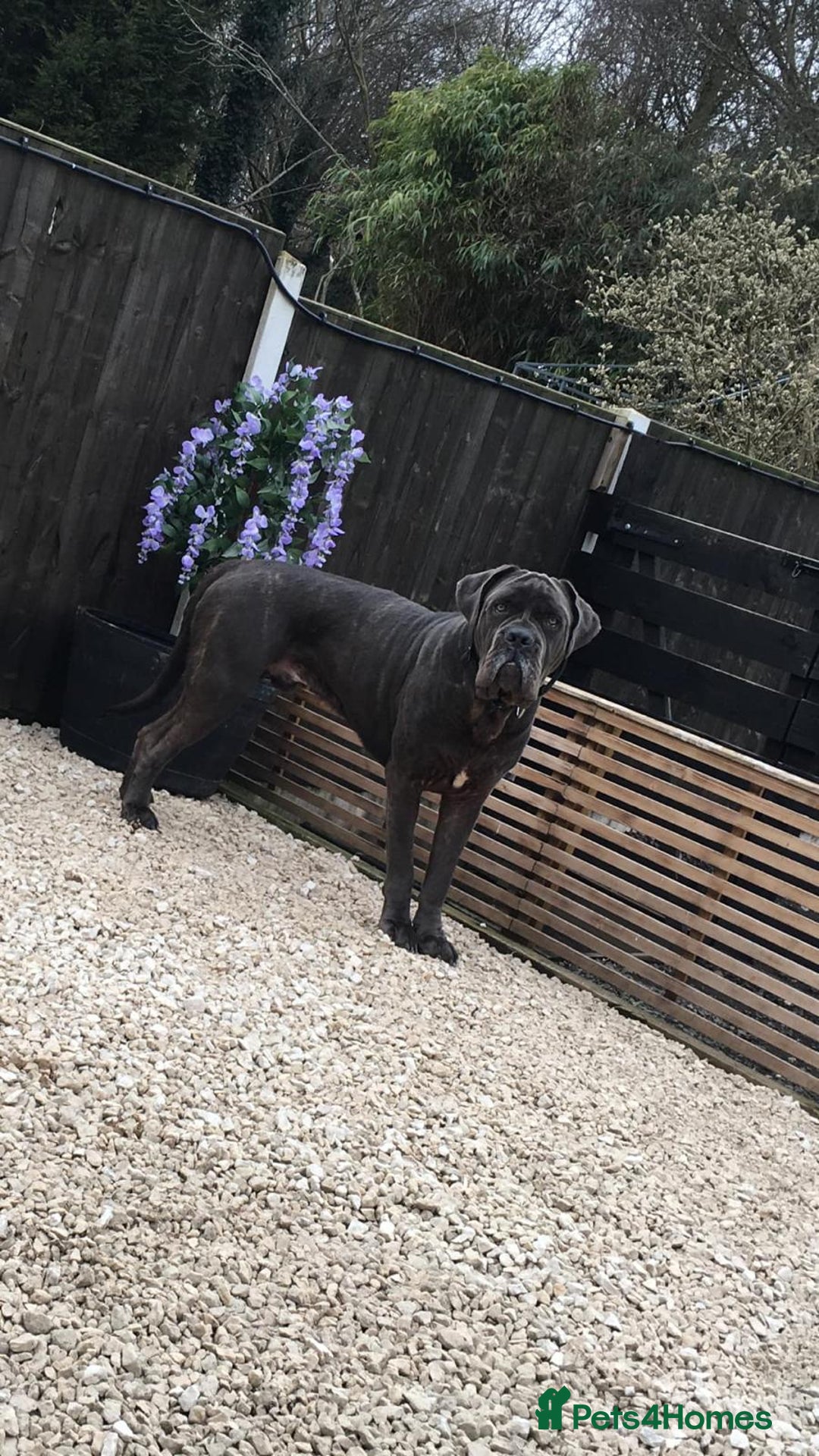 Cane Corso dogs for sale: Cane Corso Puppies READY NOW!!! - Image 7